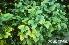 大豆缺肥癥狀-缺錳肥