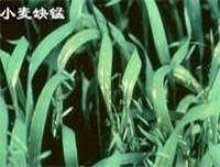 小麥缺肥癥狀-卻錳肥